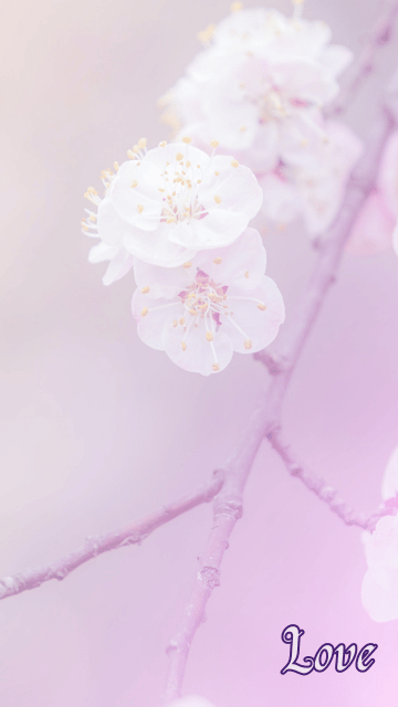 Love - 10 x 1 Hour Life Coaching Package